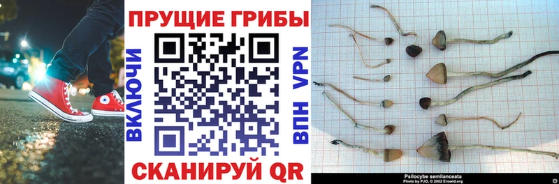 Псилоцибиновые грибы ЛСД  где купить наркоту  Белореченск 
